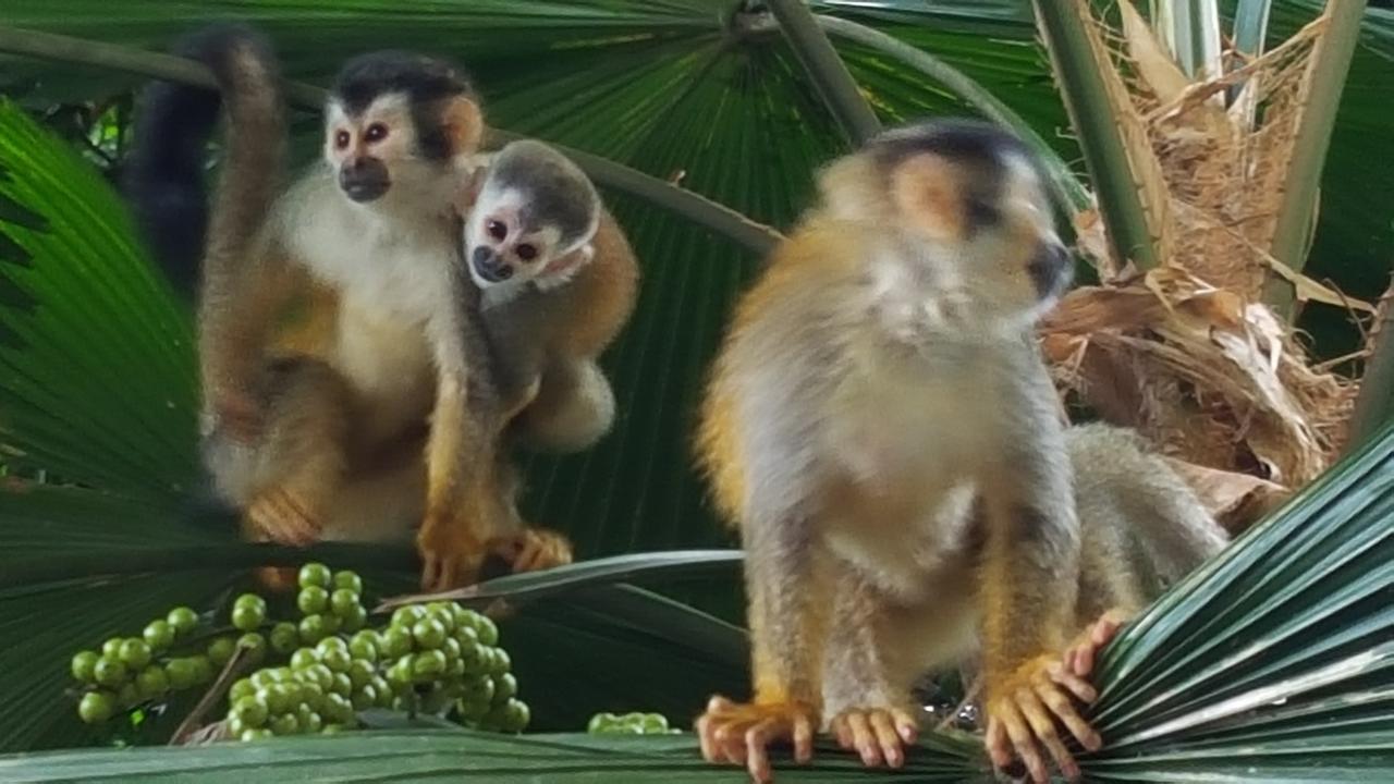 La Posada Jungle Hotel Мануэль-Антонио Экстерьер фото